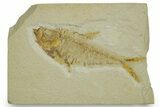 Detailed Fossil Fish (Diplomystus) - Wyoming #373809-1